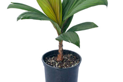 Young Calyptrocalyx Leptostachya palm tree in dark blue pot, with long green and red-striped leaves.