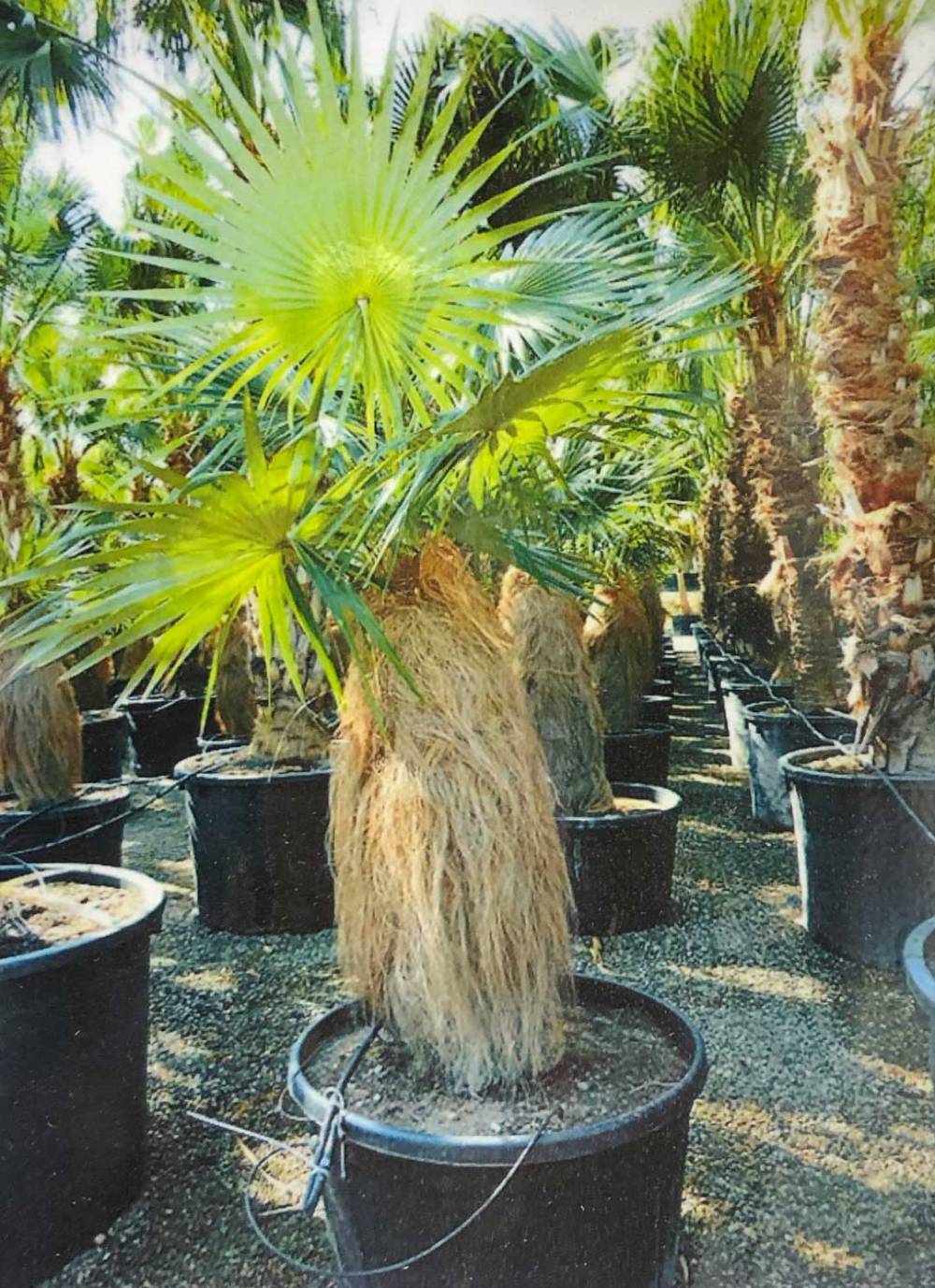 A potted Coccothrinax Crinita (Old Man Palm) with green, circular, pinnate leaves and a trunk draped in long, straw-like strands