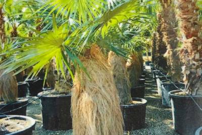A potted Coccothrinax Crinita (Old Man Palm) with green, circular, pinnate leaves and a trunk draped in long, straw-like strands