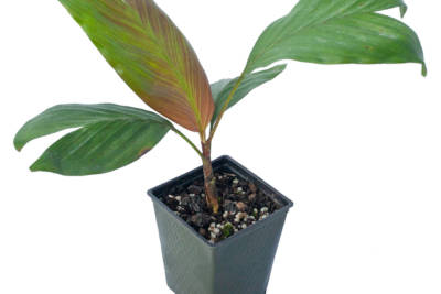 Young, potted Dypsis Forficifolia palm tree has four large, green, bifurcated leaves, growing out of a short, slender trunk.