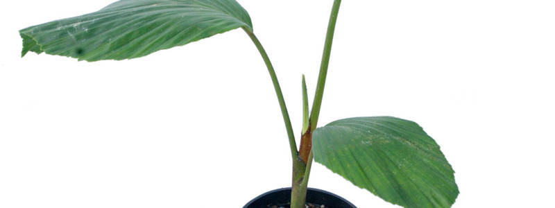 Young, potted Iriartea Deltoidea palm has three, large, green, concave-shaped leaves, emerging from a single, light green trunk