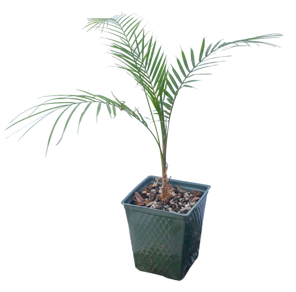 Potted, baby Lytocaryum Weddellianum (Wedding Palm) has a cluster of delicate, feathery leaves emerging from its base