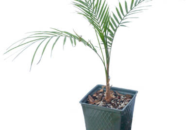Potted, baby Lytocaryum Weddellianum (Wedding Palm) has a cluster of delicate, feathery leaves emerging from its base