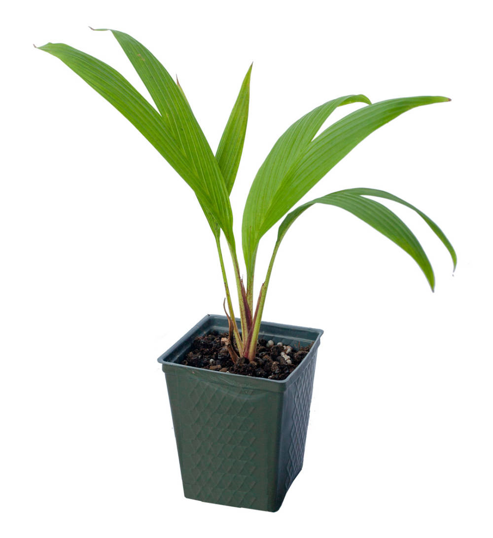 Potted, baby Marojejya Darianii palm has four, small green, bifurcated leaves on delicate stems