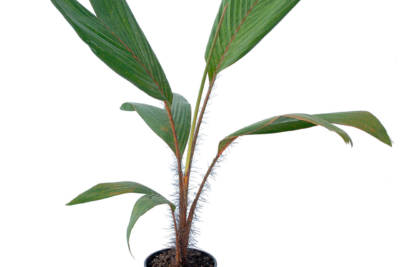 Young, potted Phoenicophorium Borsigianum palm has tiny spikes surrounding the reddish-brown stems of green, bifurcated leaves