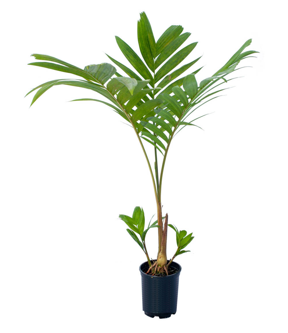 Young, potted Pinanga Coronata palm, with a trio of tall, feather-like green leaves emerging from its base.