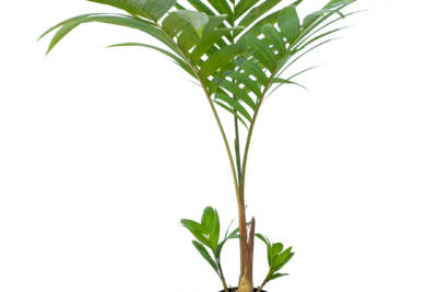 Young, potted Pinanga Coronata palm, with a trio of tall, feather-like green leaves emerging from its base.