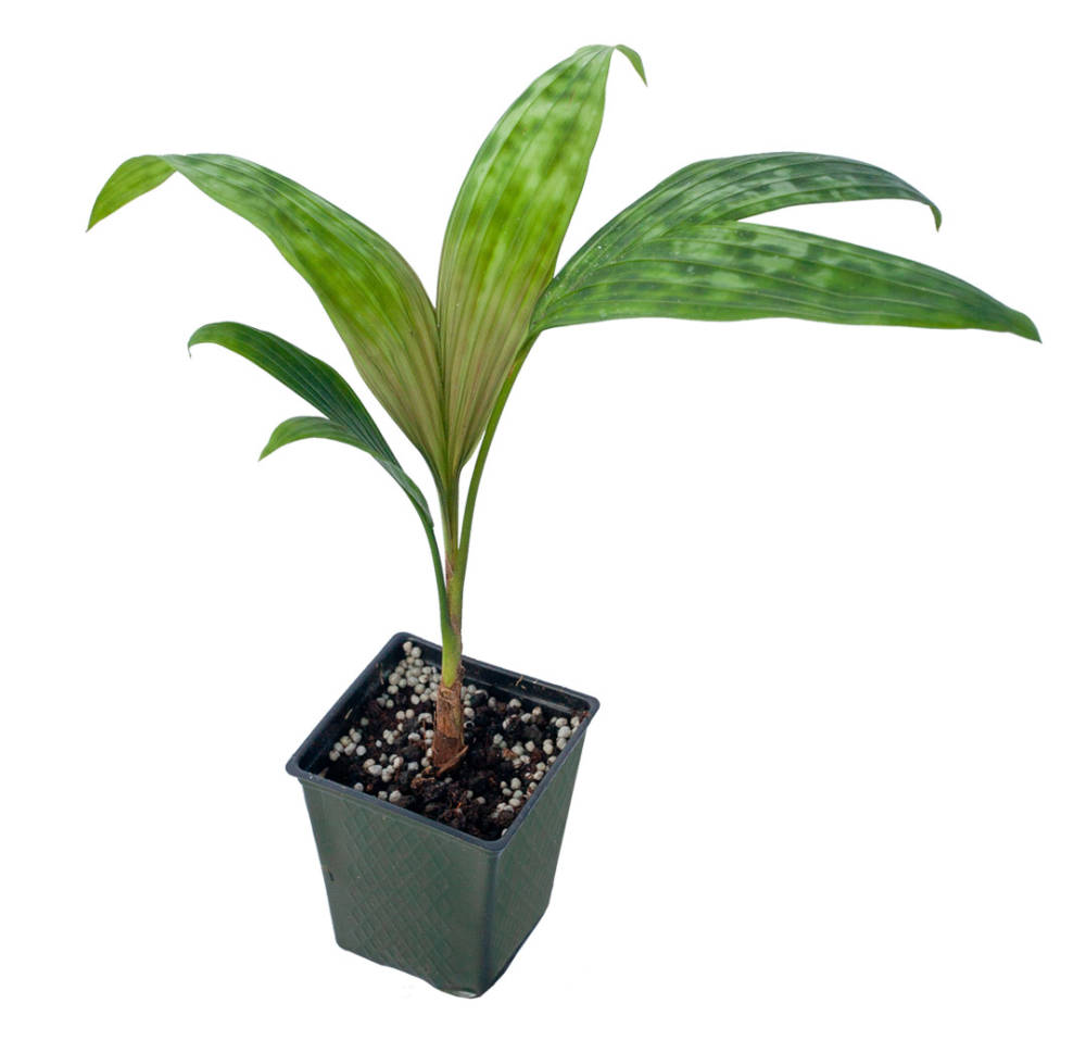 Small, potted Pinanga Thai Mottled palm, with spotted green leaves that have red veins toward their base