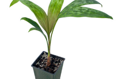 Small, potted Pinanga Thai Mottled palm, with spotted green leaves that have red veins toward their base