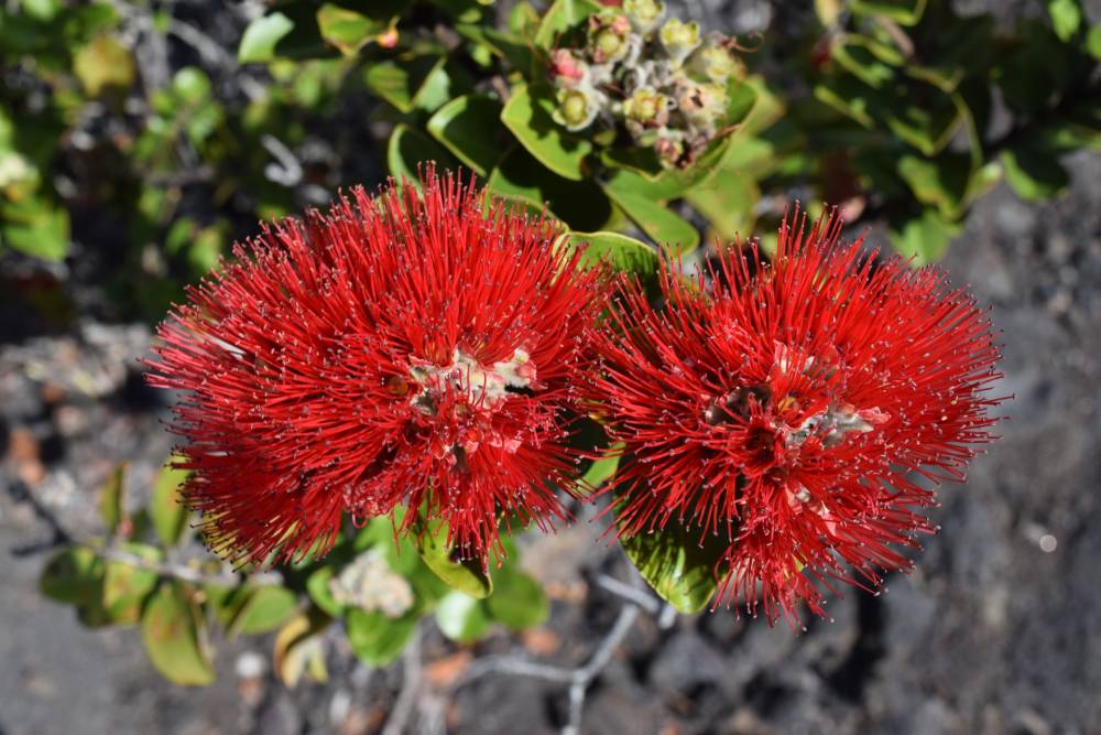 Ohi’a Lehua Seedlings